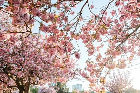 Hoteller i nærheden af Cherry Blossom and Gardens E-Bike Tour