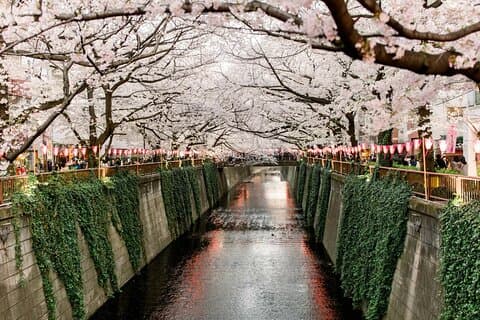 Kirschblütenwanderung entlang des Flusses Meguro mit Ortskundiger Reiseleiter