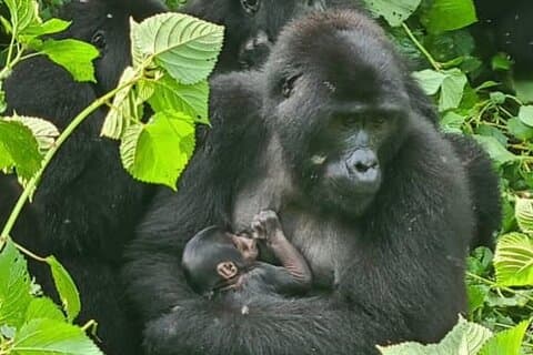 3 giorni di volo in gorilla trekking Safari Bwindi Impenetrabile Foresta