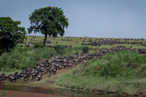 5-Day Fly-In Wildebeest Migration River Crossing from Arusha
