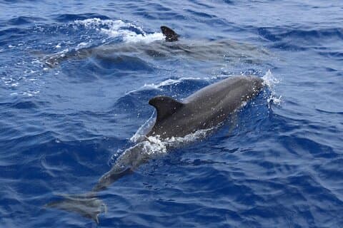 Crociera per l'avvistamento dei delfini da Palma: alla scoperta del Mediterraneo.