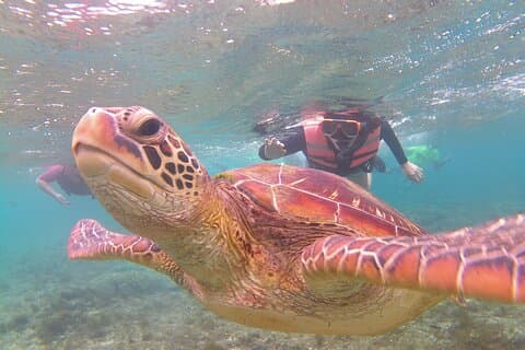 Visite de l'île d'Apo et de la campagne de Dumaguete