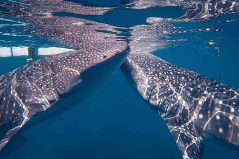 SharkCanyo