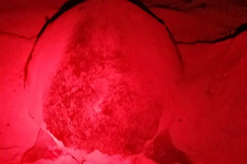 Observation of the Marine Turtle Desova
