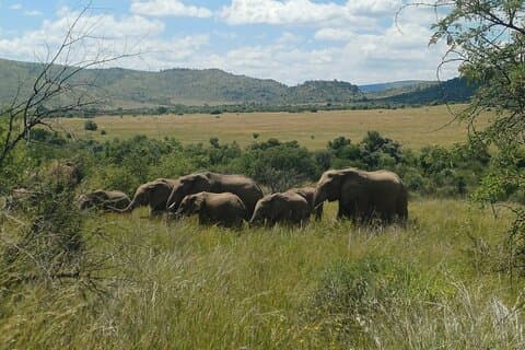 Madikwe/ Sun city/pilanesberg transfer de Joanesburgo
