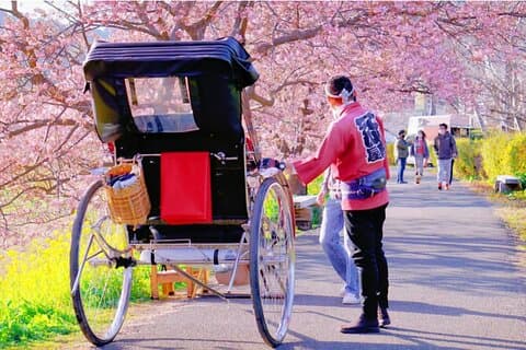 Tokyo Kawazu Cherry Blossom, cueillette de fraises et voyage Onsen