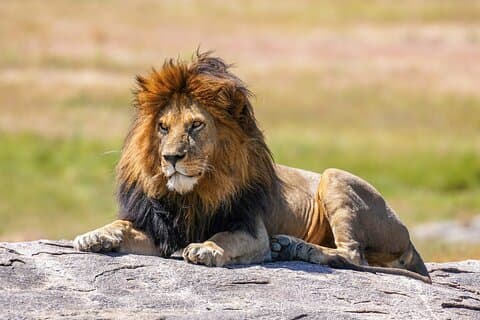 Von Tansania : 6 - Tages All Inclusive Gruppensafari und Camping Tour