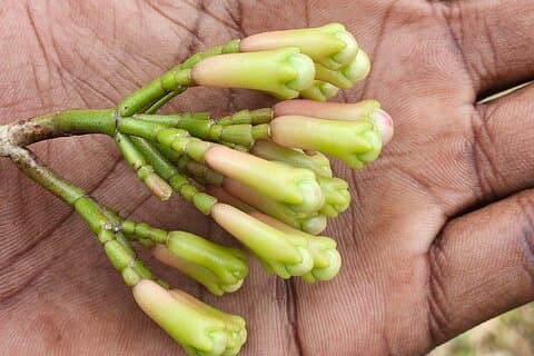 Fattoria privata delle spezie di Zanzibar e tour della città di pietra (incluso pranzo)