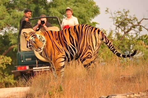 6-Day Private Golden Triangle Tour with Ranthambore Tiger Safari