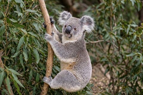 Luxury 6 Hours Private Brisbane Tour See the City Top Highlights