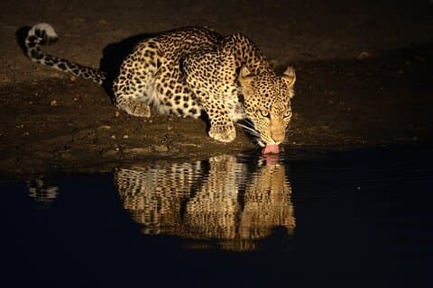 7 - Safari privé de luxe en Tanzanie, Culture & Night Game Drive