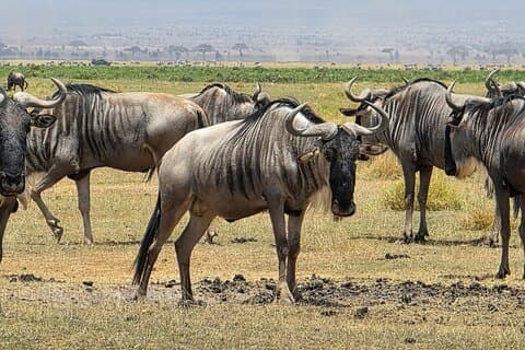 6 Days Kenya Budget Safari Masai Mara Lake Nakuru and Amboseli