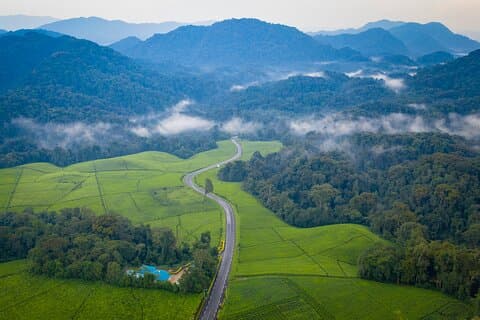3 Days Chimpanzee Canopy and Zipline Adventure in Nyungwe