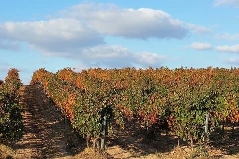Fuld Rioja vin tur fra San Sebastian