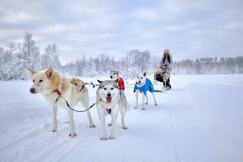Husky Ride, Reindeer Ride and Ice Fishing Experiência de um dia