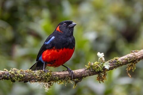 Vogelbeobachtung für Beobachter und Fotografen