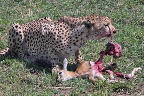 Excursão Comum de 3 Dias Maasai Mara com Alojamento Privado