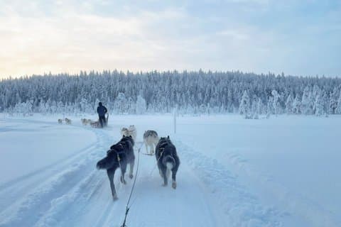 Husky Wild hardlopen