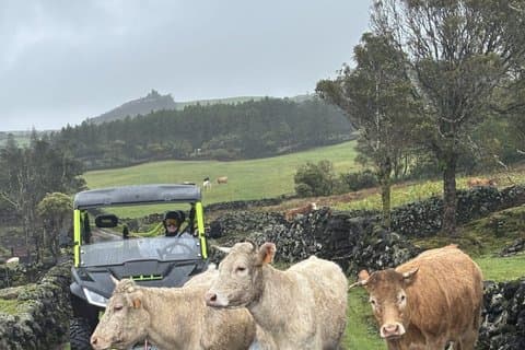 Happy Cows Buggy Tour