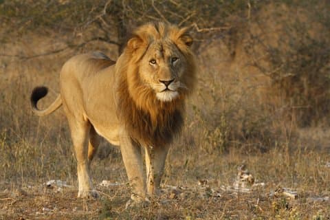 Safari de camping économique de 3 jours au parc national Kruger au départ de Marloth