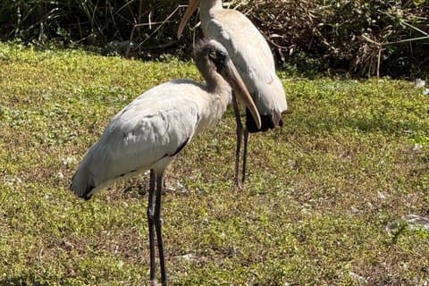 Everglades VIP Tour mit 1 Stunde Private Airboat Gesamt 4-stündige Tour