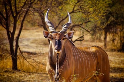 Safari i Bandia