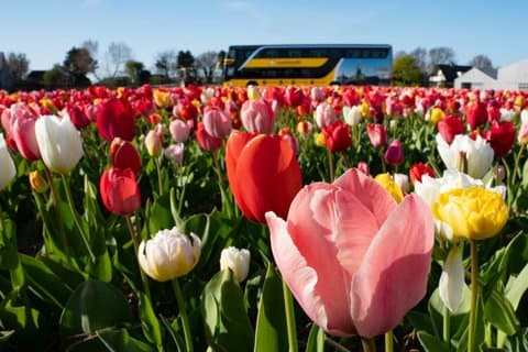 Amsterdam: Half Day Tour Tulip Fields and Tulip Experience