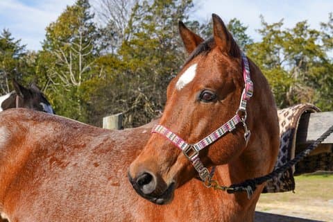 90 Minutes Trail Ride Near Nashville