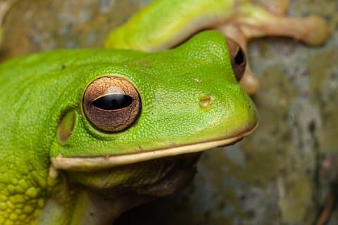 ケアンズ植物園ファミリーナイトウォーク