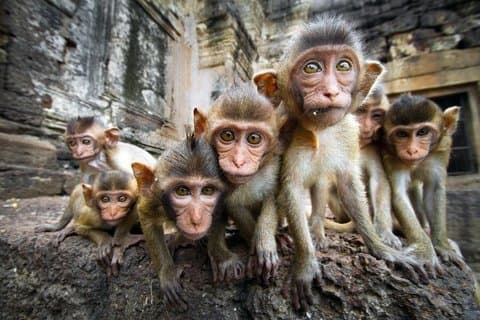 Private tour to Ayutthaya and Lopburi Monkey Temple