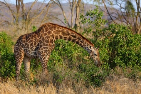 3 Days 2 Nights Maasai Mara Group Joining Mid-Range Safari