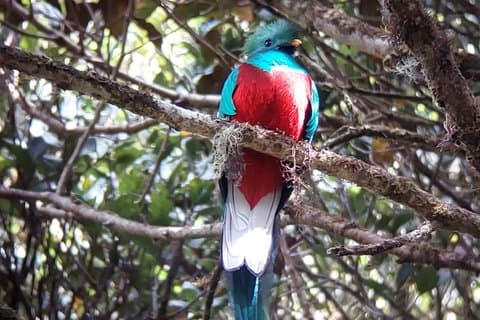 Monteverde Cloud Forest Wildlife Tour with Naturalist Guide