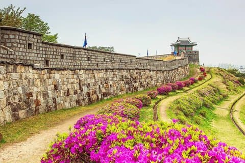 Spring Day Tour from Seoul : Suwon & Royal Cherry Blossom