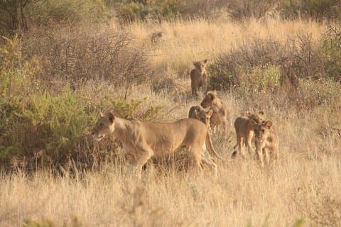 14 - Journée Combiné Kenya Et Tanzanie Détendu Safari de luxe