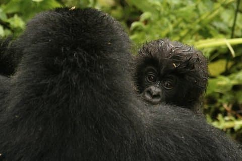 14 Day Gorilla Trekking Kenya Tanzania and Beach Holiday