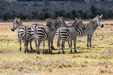 Aventure Safari de 14 jours au Kenya et en Tanzanie