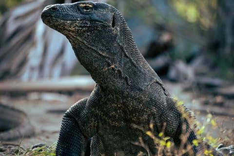 Komodo Island Speedboat Tour Padar Pink Beach com snorkeling
