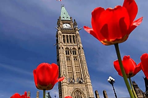 Tour panorámico del Festival de Tulipanes de Ottawa 1 hora 30 minutos