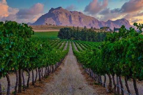 Hoteller i nærheden af Stellenbosch Wine & Scenic Vineyard