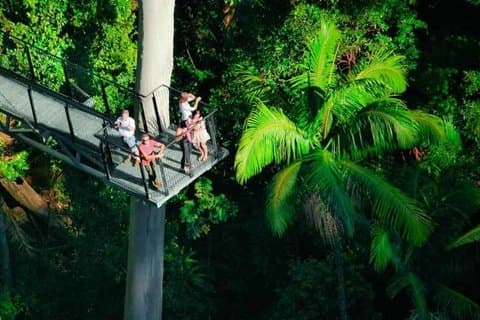 Gold Coast : HOHO - Paseo aéreo por la selva tropical de Tamborine + Cuevas de Gusanos Luminosos
