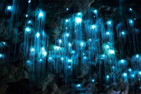 Gold Coast Daytime Scenic Rim Glow Worm Tour + Hop on Hop off Bus