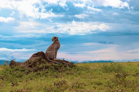 5-dagars Kenya Safari Amboseli, Nakuru och Masai Mara äventyr