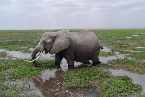 Excursion d'une journée à Amboseli au départ de Nairobi