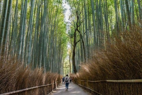 T1 Kyoto Arashiyama: Zen, natur og riverside tur
