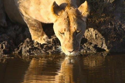 5 - Tag Tarangire, Serengeti & Ngorongoro Safari ab Arusha