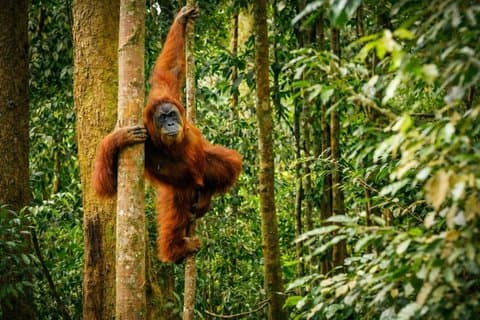 2 Day Bukit Lawang Orangutan Treking with Overnight Jungle Camp