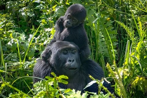 Safari di 2 giorni in gorilla trekking nella foresta impenetrabile di Bwindi