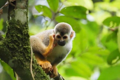 Visite Guide du Parc Manuel Antonio