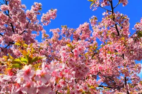 Kyoto skjulte lokale kirsebær blomst sted og Zen Garden