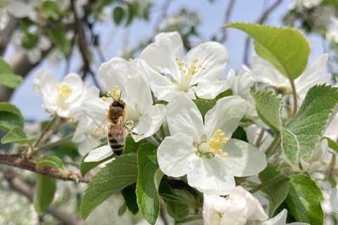 Nagano Apfelblüte und Hand dünner werdende Saisonerfahrung